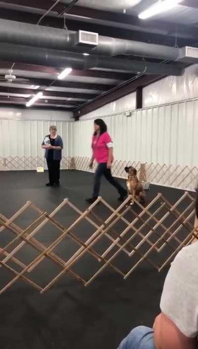 Just a normal day if dog training.