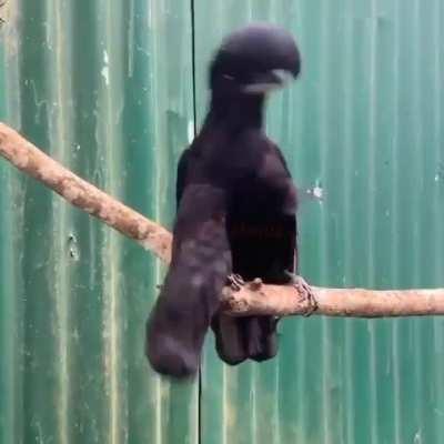 The Long-Wattled Umbrellabird, found in southwestern Colombia and Ecuador