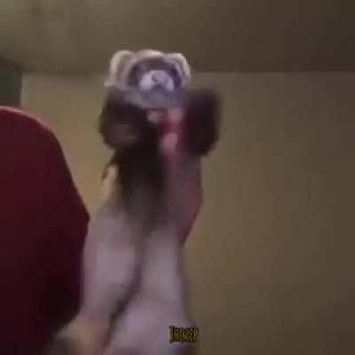 A ferret dancing to brighten your day up :)