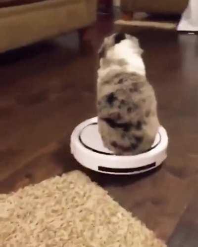 Dog On A Roomba