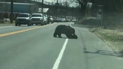 This mother bear doing her best to herd her cubs across the road