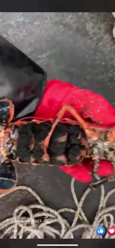 A two-tone lobster caught in Norway. A 1 in 50 million find