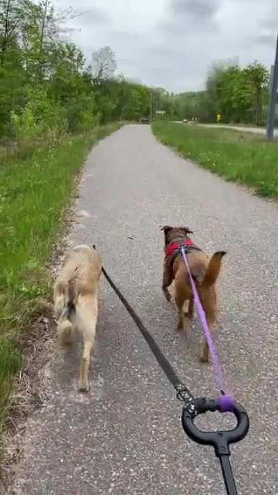 Dogs Walking Dogs. Don’t worry, it’s ok to be mind blown.