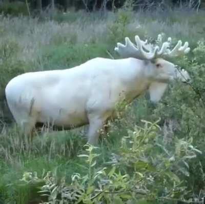 A rare albino moose