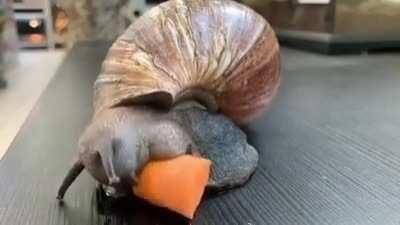 🔥 Snail eating Carrot