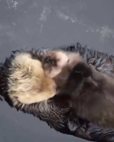 Baby otter all cuddled up in its momma's arms