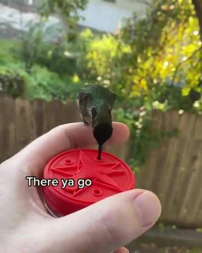 Giving a hand to Hector, the friendly hummingbird