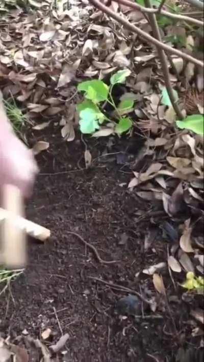 A method to lure earth worms