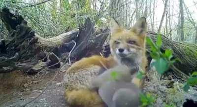 Playful little fox