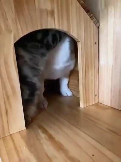 To escape kitty's house