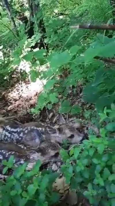 Ukrainian fighters on the frontline saw these fawns. They’re so scared of explosions that they do not even try to run away at the sight of a person.