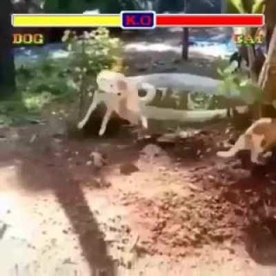 Dog vs Cat, Street Fighter edition 🤌🤌💯