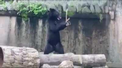 Bear is proficient with nunchucks