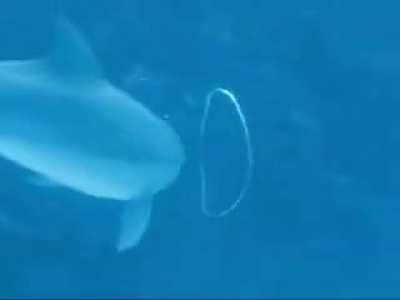 Dolphin makes a bubble air ring