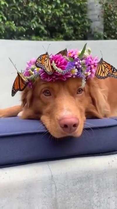 Butterfly Pupper