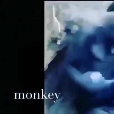 monkey