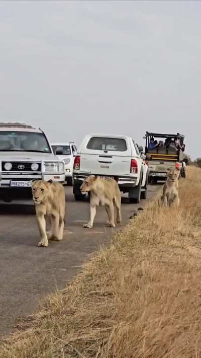 Tourist in South Africa bumps into a lion with their vehicle during a “lion jam”