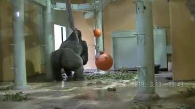 Momotaro, a Silverback Gorilla living in Japan, protecting his mate and their baby during an earthquake and leading them under a doorway