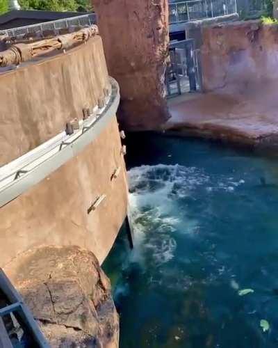 San Antonio Zoo Hippo Zoomies! Timothy was REALLY excited about his special enrichment!