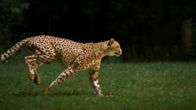 🔥 Incredible slow motion footage of cheetah running over (96km/h) 60 miles. By Greg Wilson