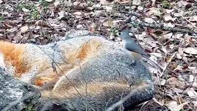 Bird annoying Gray Donut