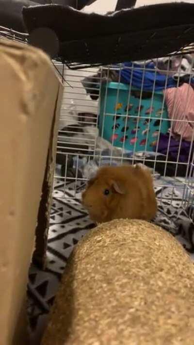 Guinea Pig Booty Sway (Excuse the Mess in the Background 😬)