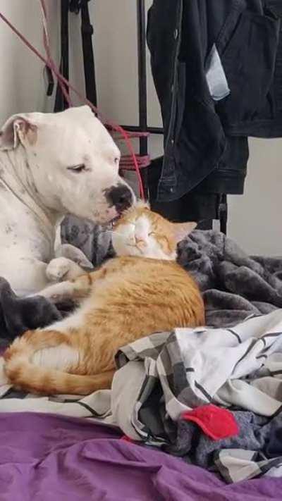 doggo doimg a pamerimg for catto