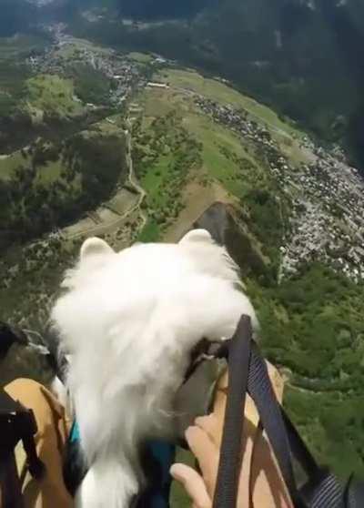 The calmness of this Doggo is Awesome.