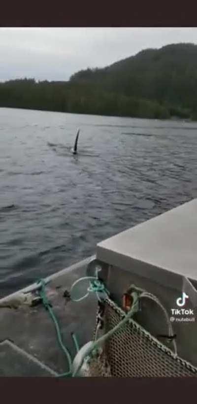 Woman: &quot;I don't know what to do&quot; Sea Lion: &quot;DRIVE!&quot;