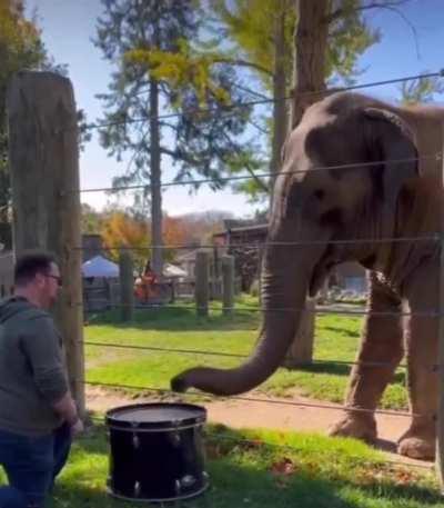 Elephant learning how to play a drum