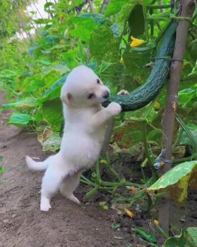 He's so happy eating cucumber