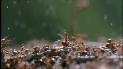 Ants protecting their colony with acid- nature is fascinating!