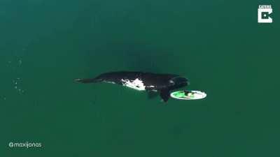 🔥 Whale gently pushes kayaker with fin 🔥