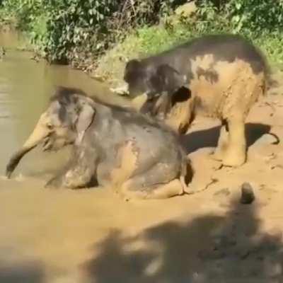 🔥 Two muddy baby elephants playing by the water : babyele...
