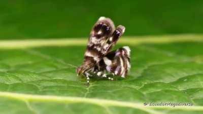 🔥 A moth that masquerades as a jumping spider to avoid getting eaten by them - none other than the metalmark moth