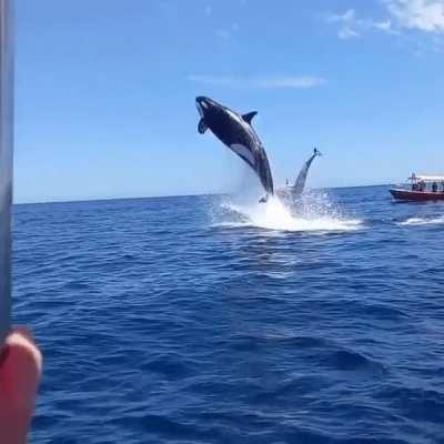 Orca hunts down dolphin mid air in Baja California Sur MX