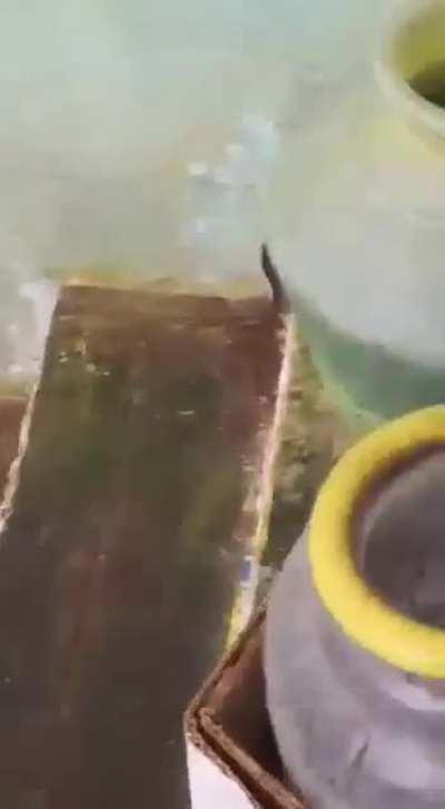 Mama rat saving her babies from drowning