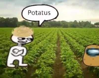 potatus