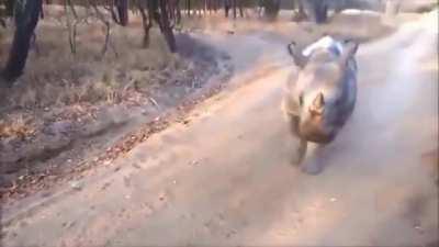 Baby rhino learning his goat friend's style of jumping around