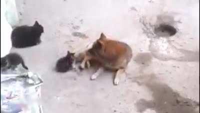 Cat takes her kittens to meet an old friend.