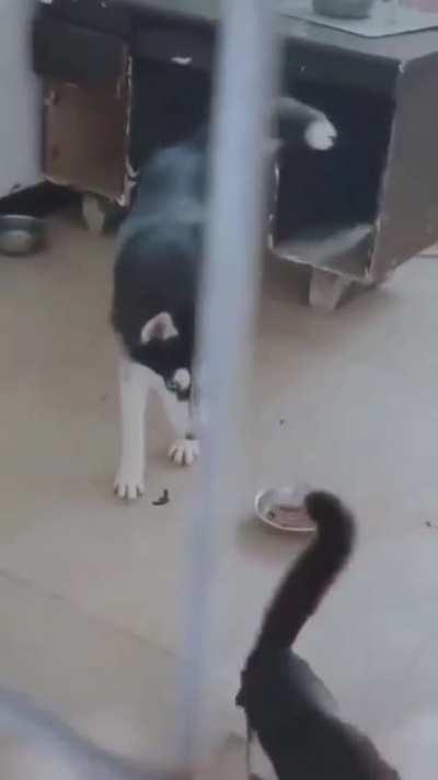 Barking at small cat