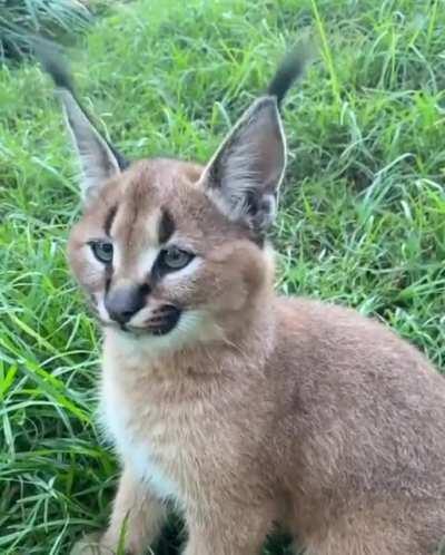 Caracal hypnotizing ear whip