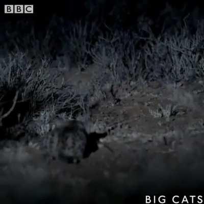 🔥 Adorably deadly Black-footed Cats 🔥