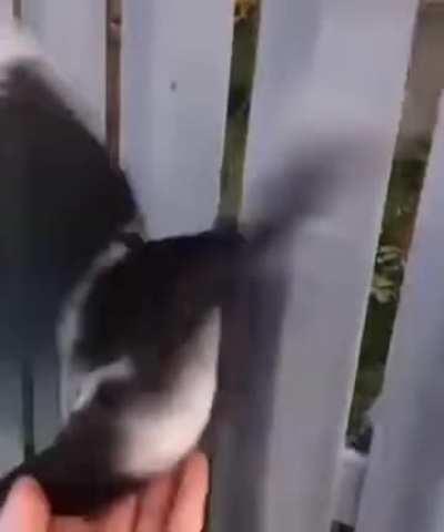 Birds stuck in the fence