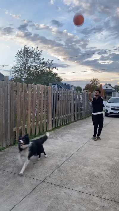 Our border collie loves to play basketball 