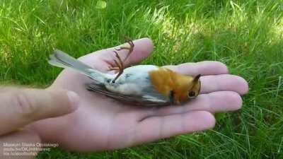 European robin demonstrates 'apparent death' defence mechanism (thanatosis)