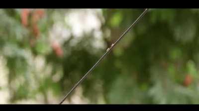 Ants On The Wire | How Ants behave and Communicate?