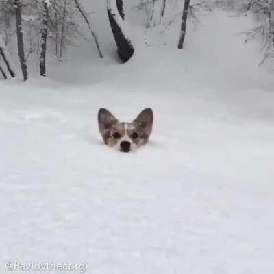 This Gif sums up Corgis in the snow.