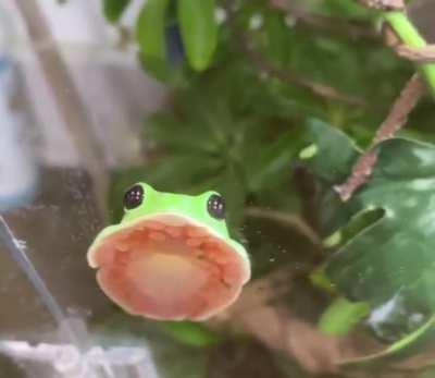 This is how tree frogs can stick to leaves like glue