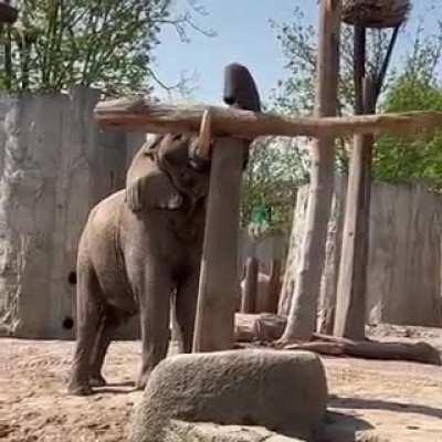 Elephant balances the pole right on the spot where it was balanced on his tusk